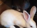 Domestic rabbit for sale