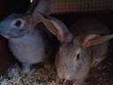 Domestic rabbit for sale