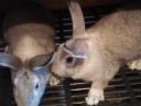 Domestic rabbit for sale