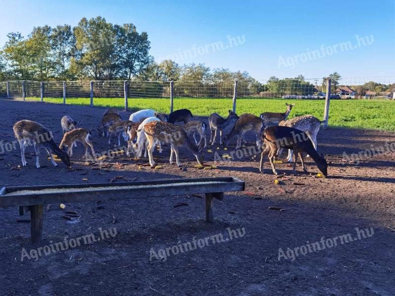 Fallow deer for sale