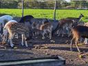 Fallow deer for sale