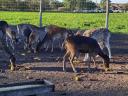 Fallow deer for sale