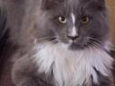 Maine Coon Tomcat