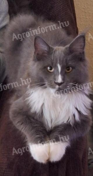 Maine-Coon-Hund