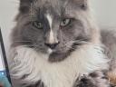 Maine coon pas