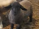 English Suffolk jerkies for sale