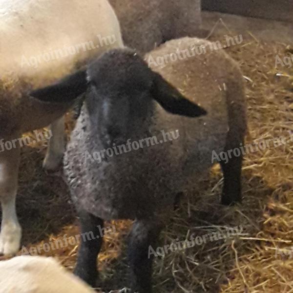 English Suffolk jerkies de vânzare