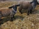 English Suffolk jerkies for sale