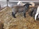 English Suffolk jerkies for sale