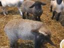 English Suffolk jerkies for sale