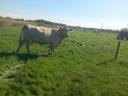 Pregnant Charolais cows for sale: 8 cows