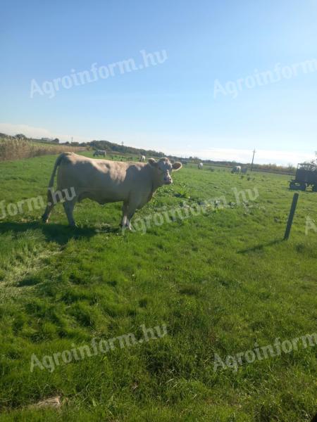 Trächtige Charolais-Kühe zu verkaufen: 8 Stk