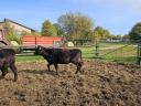 Angus Wagyu heifer