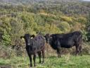 Wagyu - limousine cow and heifer