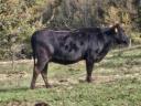 Wagyu - limousine cow and heifer