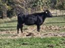 Wagyu - limousine cow and heifer