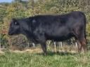 Wagyu - limousine cow and heifer