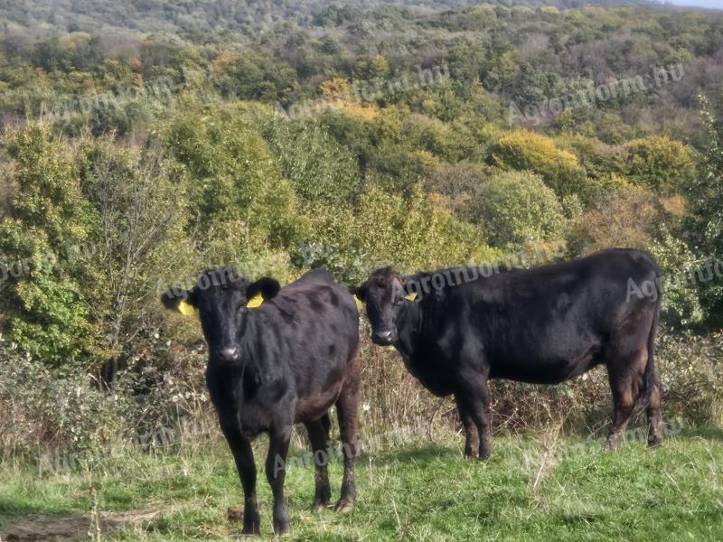 Wagyu - Limuzínska krava a jalovica