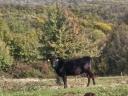 Wagyu - limousine cow and heifer