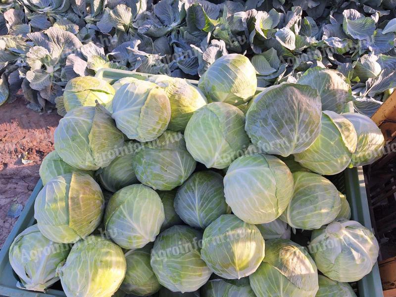 Head cabbage for sale