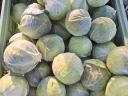 Head cabbage for sale