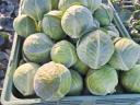 Head cabbage for sale