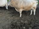 Byk rasy Charolais