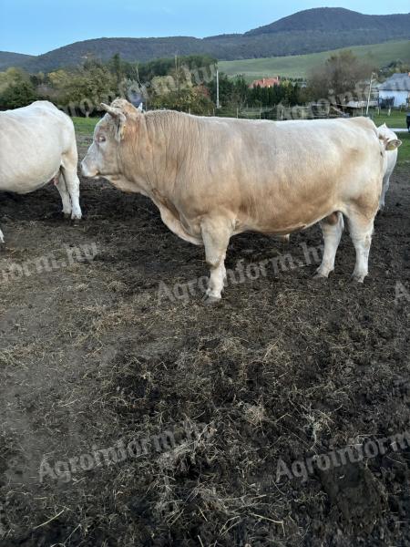 Charolais bik