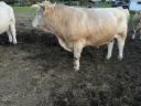 Byk rasy Charolais