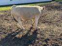 Charolais-Bullen im Herbst