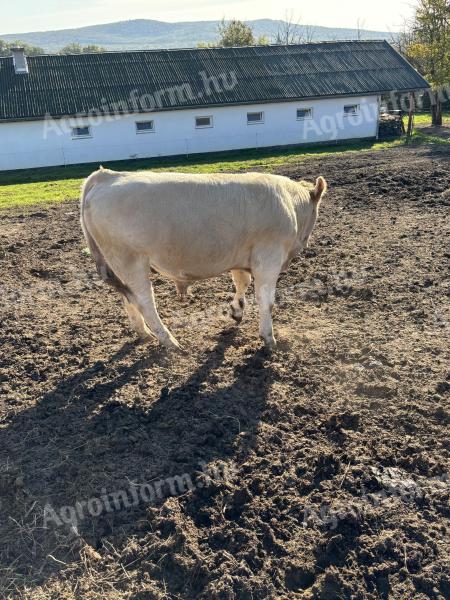 Charolais-Bullen im Herbst