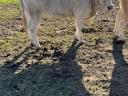 Charolais bulls autumn