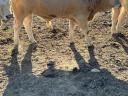 Charolais-Bullen im Herbst