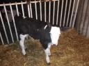 Black and tan calves for sale