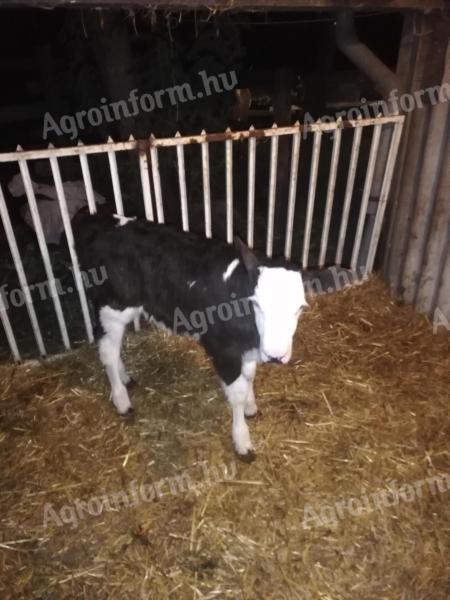 Black and tan calves for sale