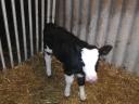 Black and tan calves for sale