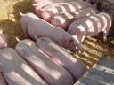 Piglets for sale