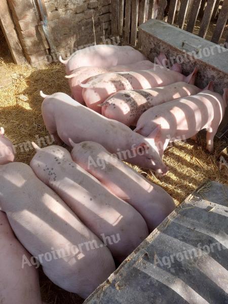 Piglets for sale