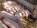 Piglets for sale