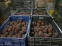 Winter resistant table potatoes for sale