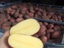 Winter resistant table potatoes for sale