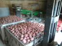 Winter resistant table potatoes for sale