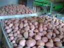 Winter resistant table potatoes for sale