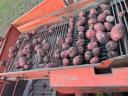 Winter resistant table potatoes for sale