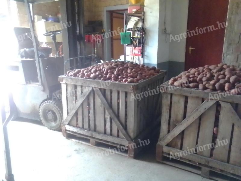 Winter resistant table potatoes for sale