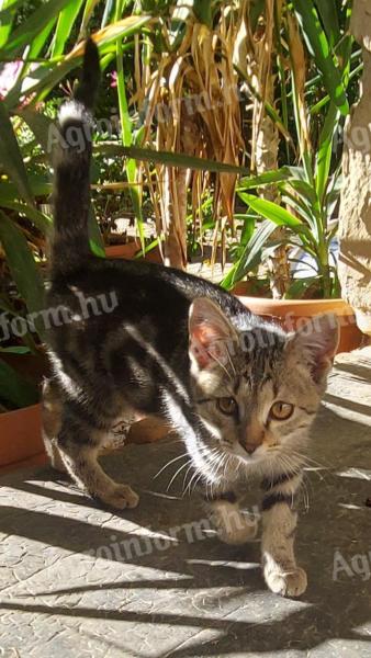 Adoptable 6 month old marble pattern kitten