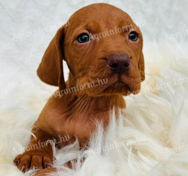 Magyar vizsla