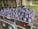 Red cabbage for sale