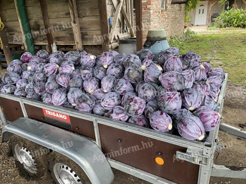 Red cabbage for sale