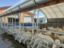 Animal hall with feeding alley, cattle shed, sheepfold, with building permit